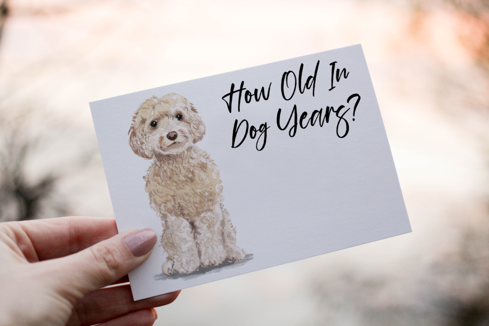 Cockapoo Champagne Dog Birthday Card, Dog Birthday Card - Click Image to Close